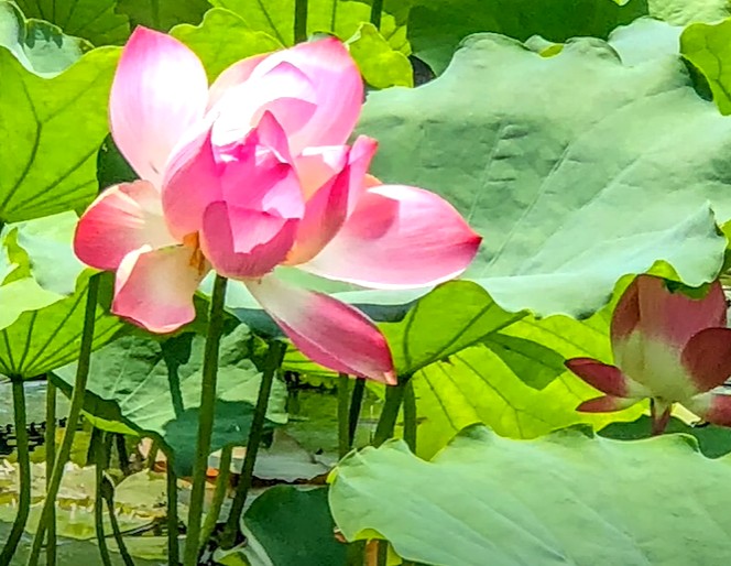 似鳥國際獎學金